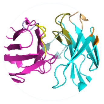CDR grafting to the framework region