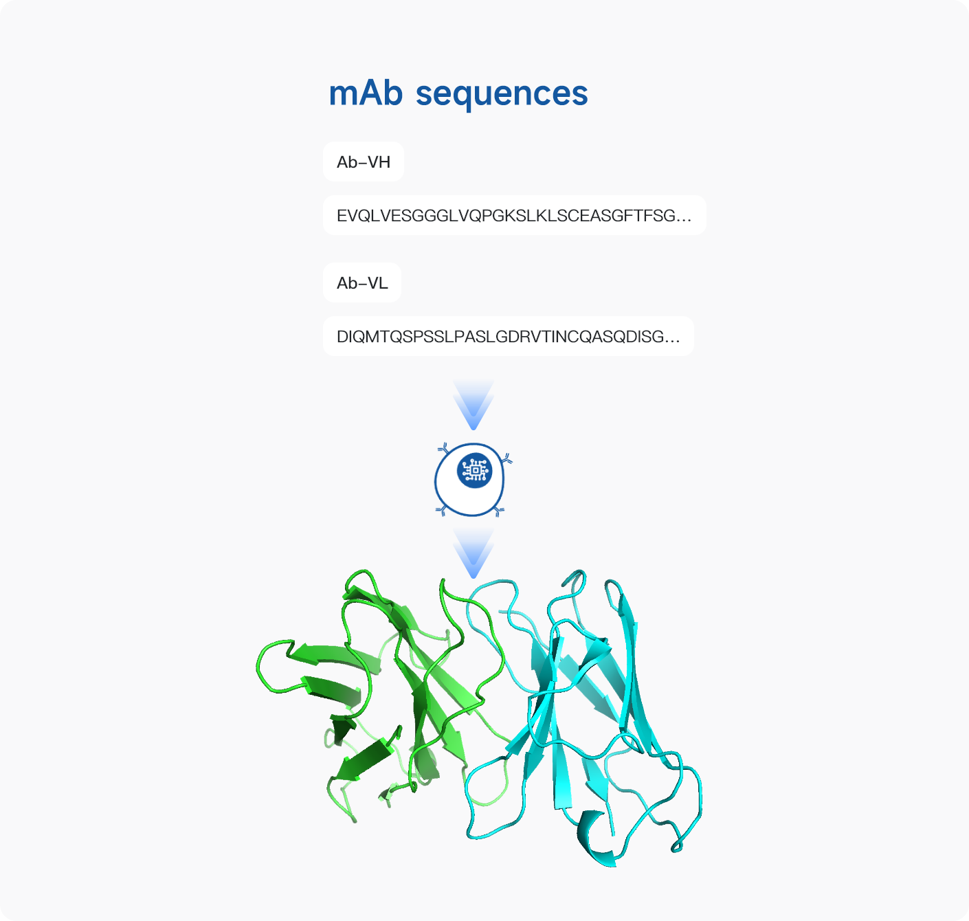 Antibody Structure Prediction_ImmuneBuilder